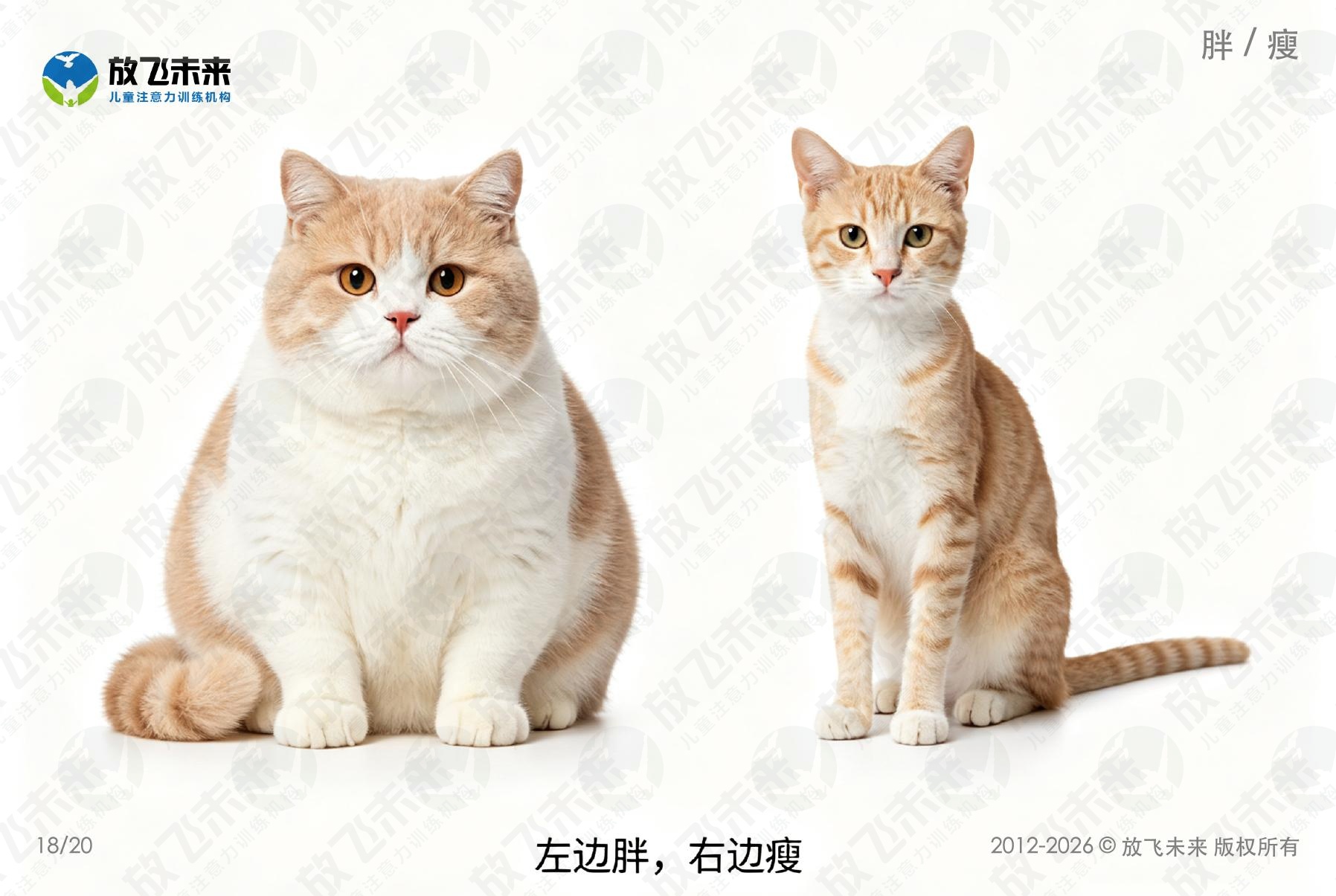 对比卡 — 儿童认知系列图卡
