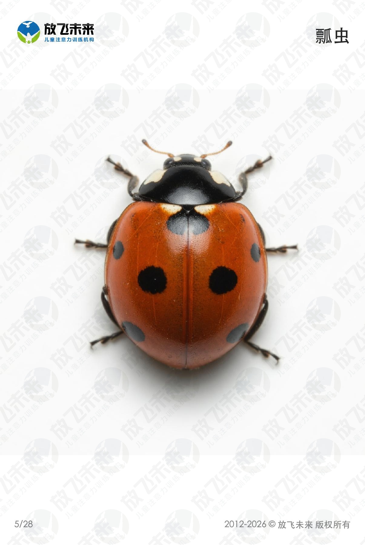 昆虫卡 · 儿童认知系列图卡
