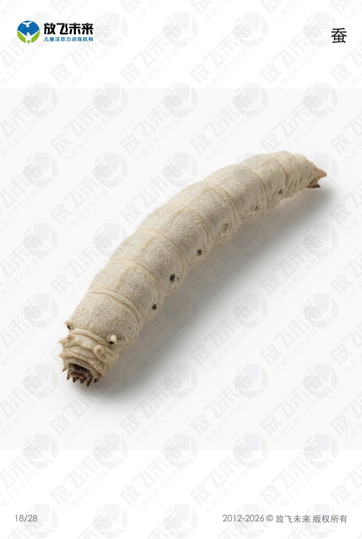 昆虫卡 · 儿童认知系列图卡