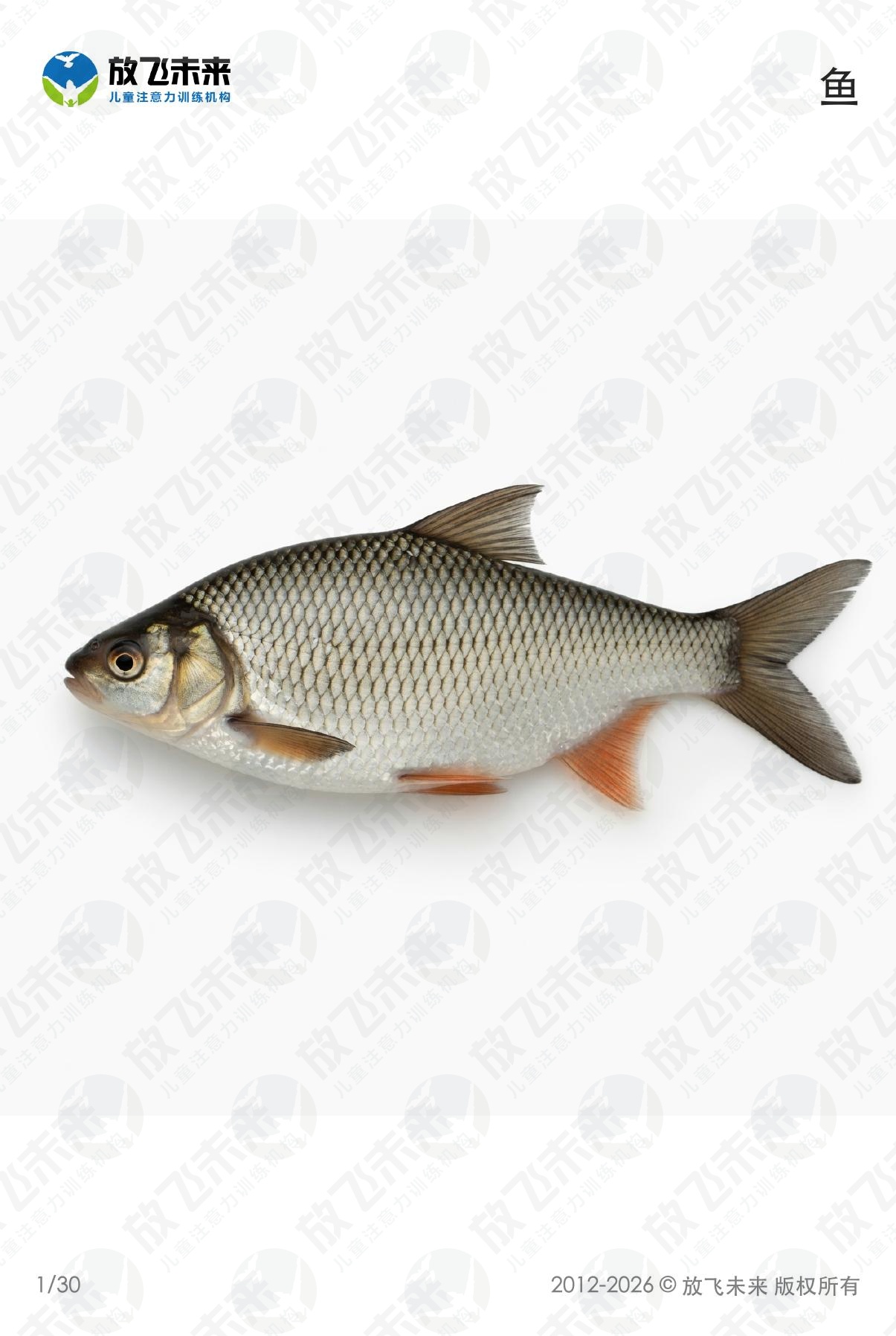 海洋生物卡 · 儿童认知系列图卡