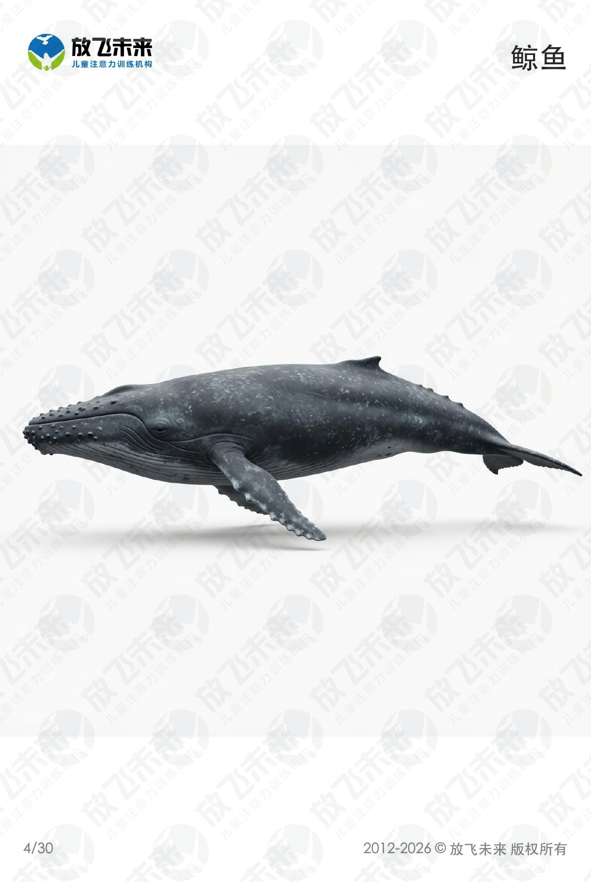 海洋生物卡 · 儿童认知系列图卡