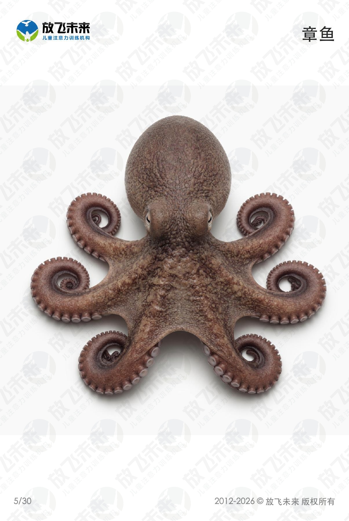海洋生物卡 · 儿童认知系列图卡