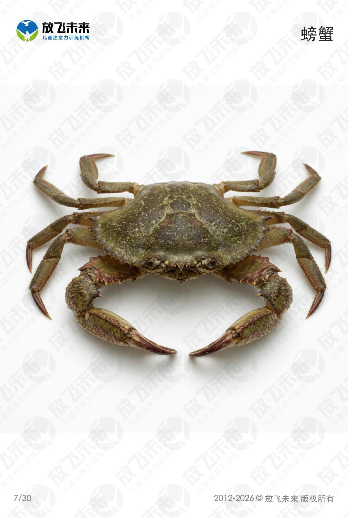 海洋生物卡 · 儿童认知系列图卡