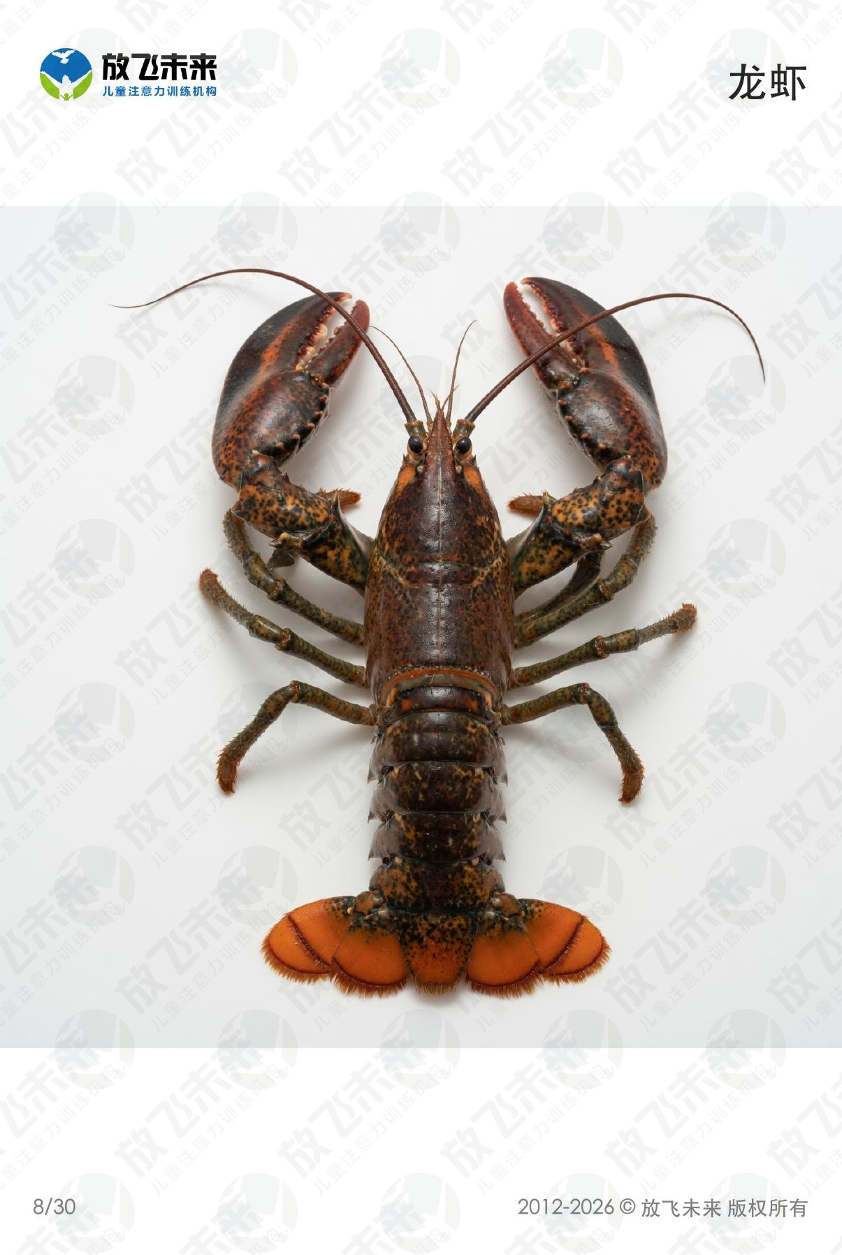 海洋生物卡 · 儿童认知系列图卡