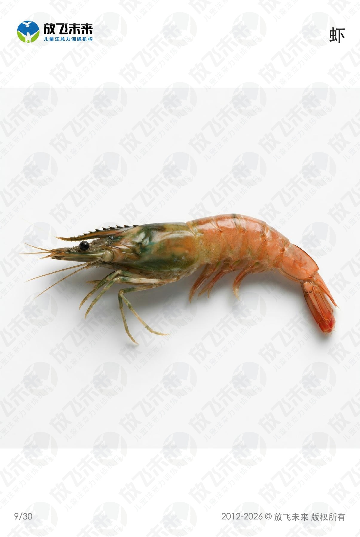 海洋生物卡 · 儿童认知系列图卡