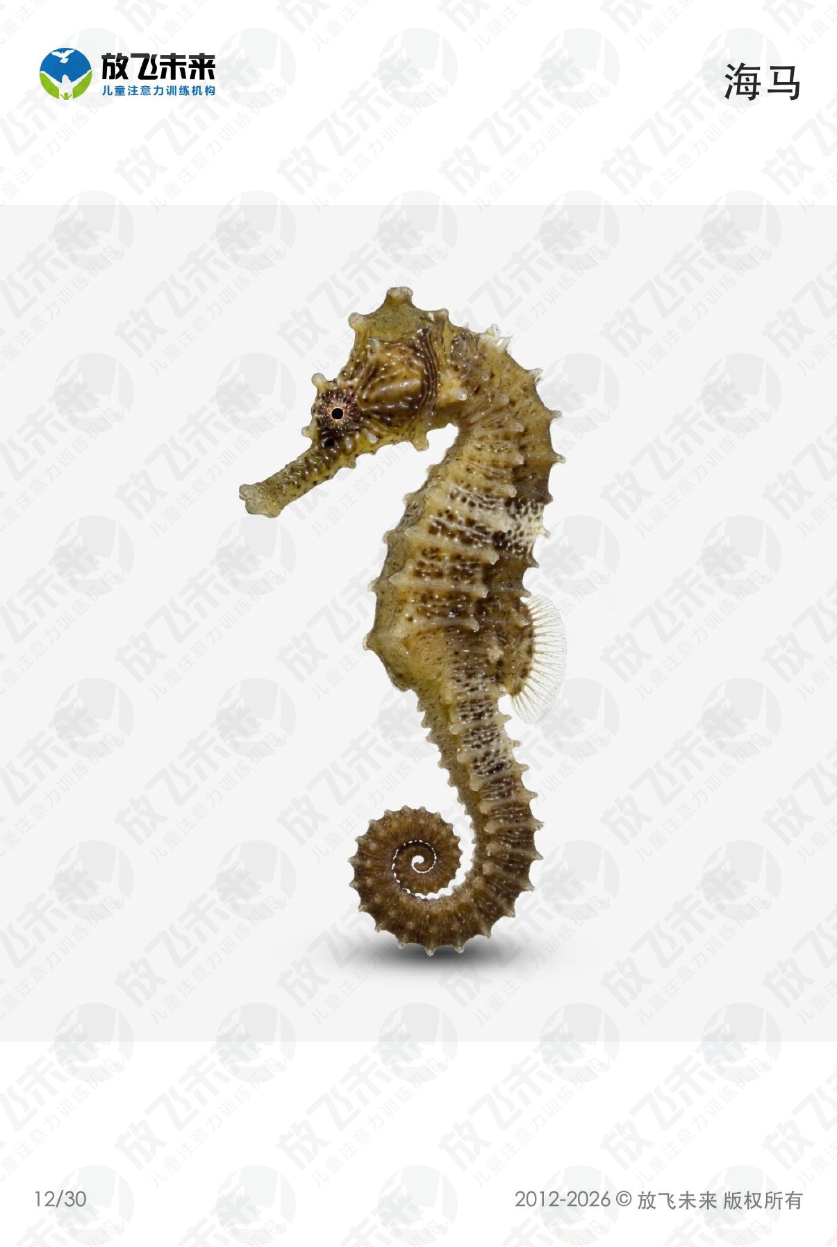 海洋生物卡 · 儿童认知系列图卡