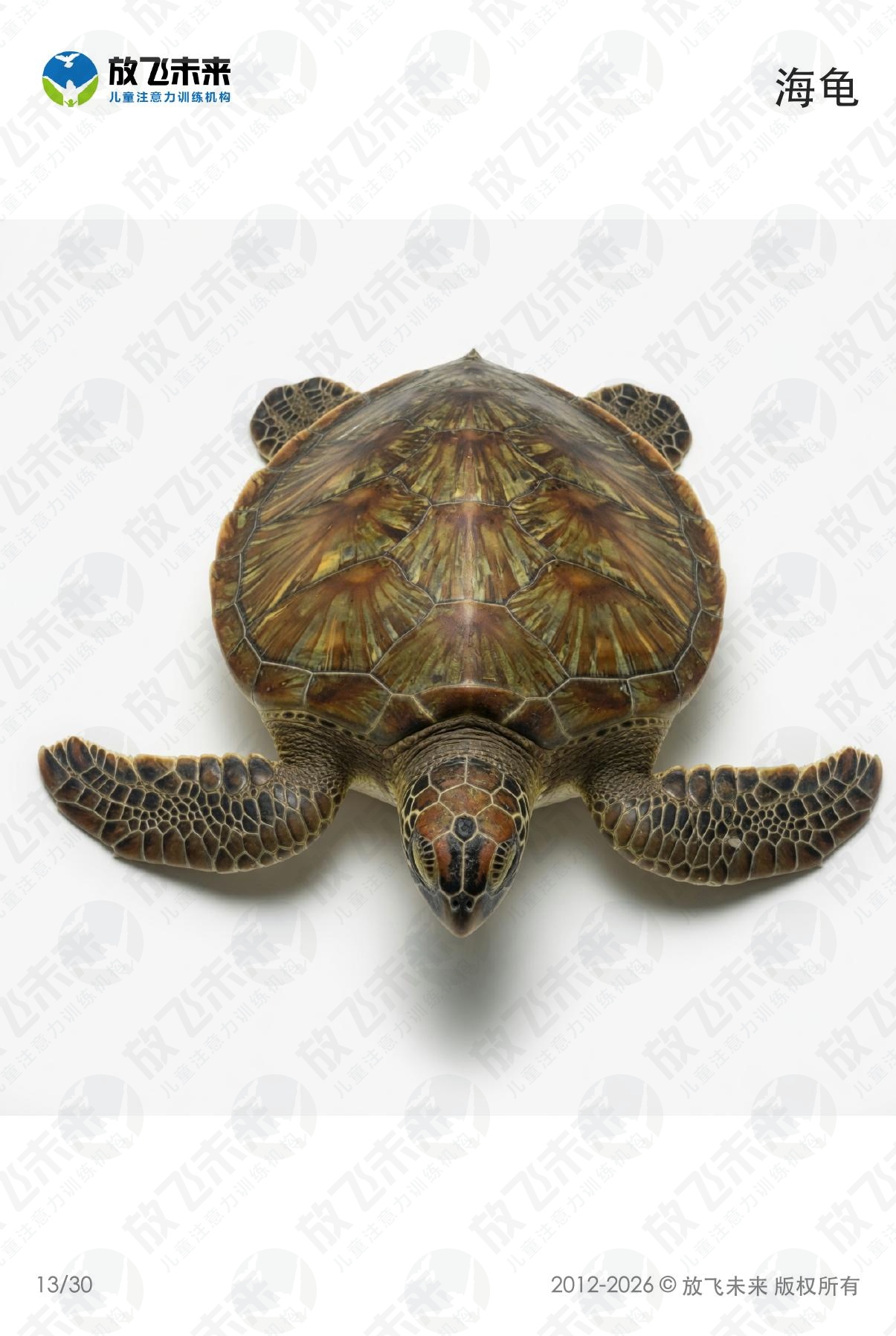 海洋生物卡 · 儿童认知系列图卡
