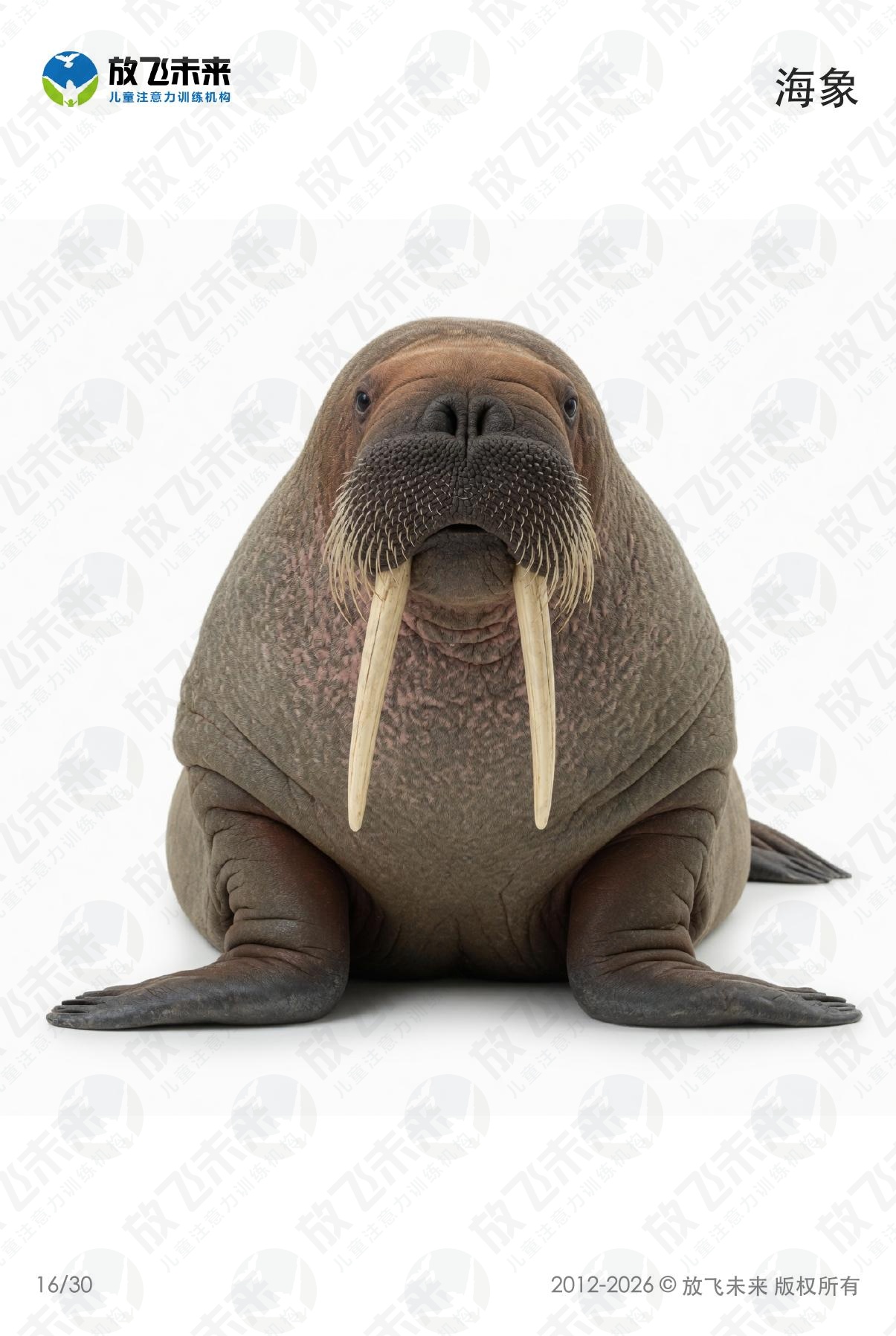 海洋生物卡 · 儿童认知系列图卡