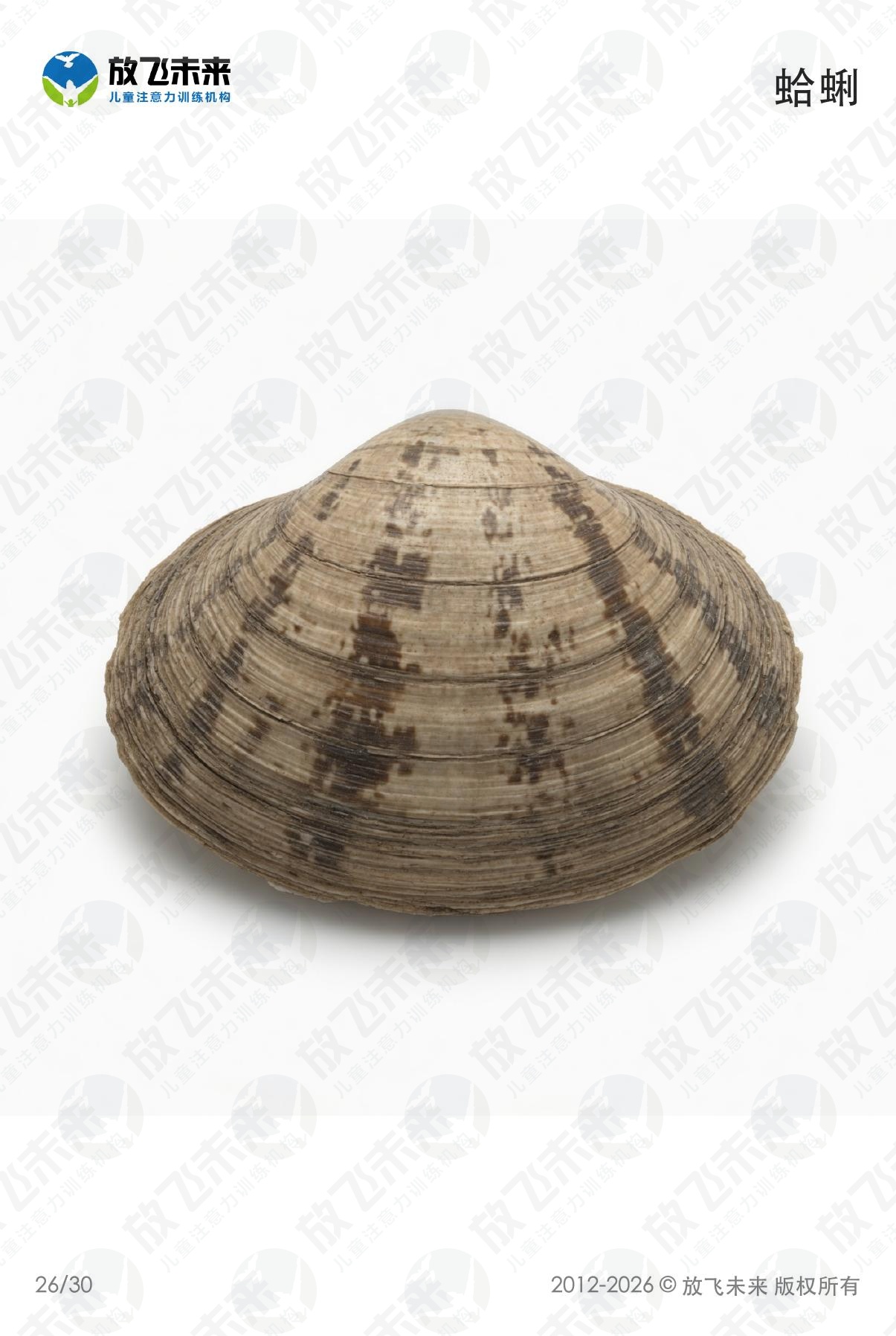 海洋生物卡 · 儿童认知系列图卡