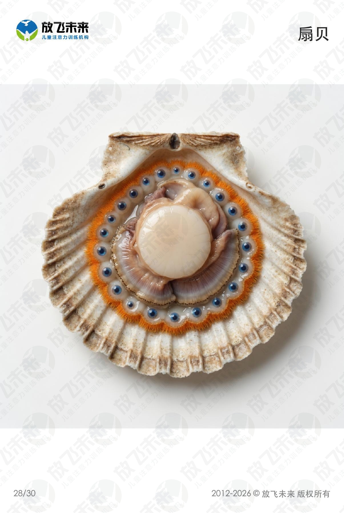 海洋生物卡 · 儿童认知系列图卡
