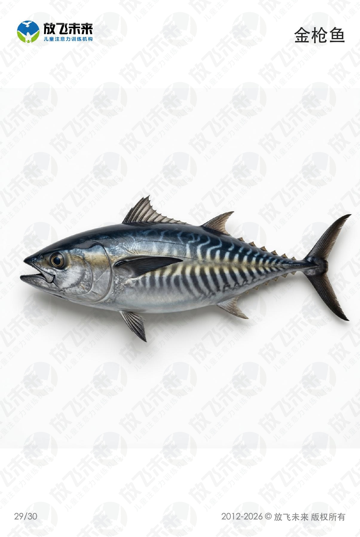 海洋生物卡 · 儿童认知系列图卡