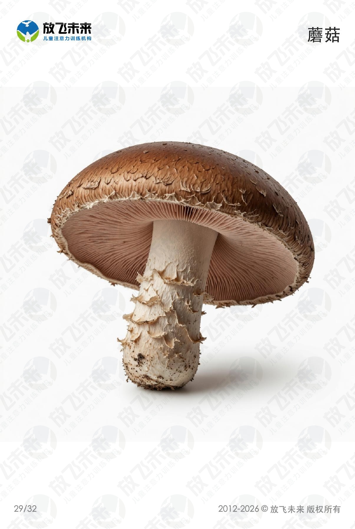 蔬菜卡 · 儿童认知系列图卡
